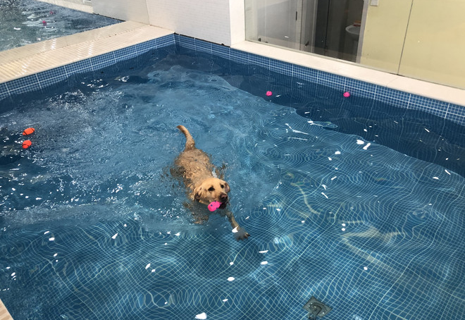 <strong>拼接式裝配式鋼結構大型犬</strong>